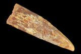 Fossil Pterosaur (Siroccopteryx) Tooth - Morocco #145197-1